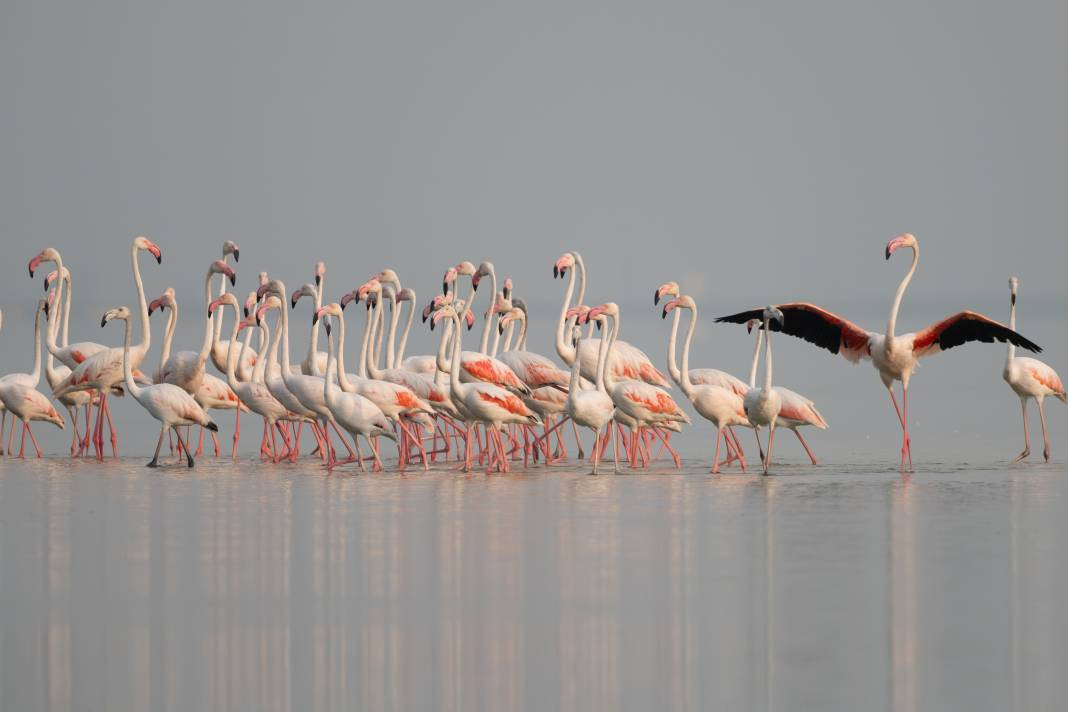 Akyatan’da Flamingo şöleni: Göç molası! - Resim: 7